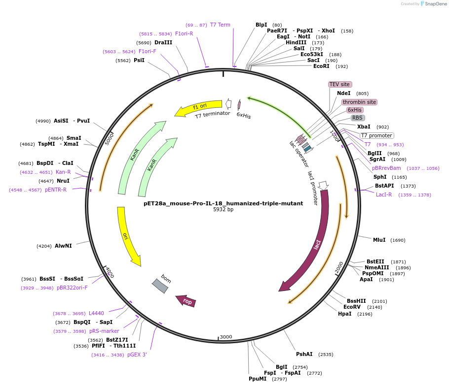 214339-plasmid-map-sequence-id-423185