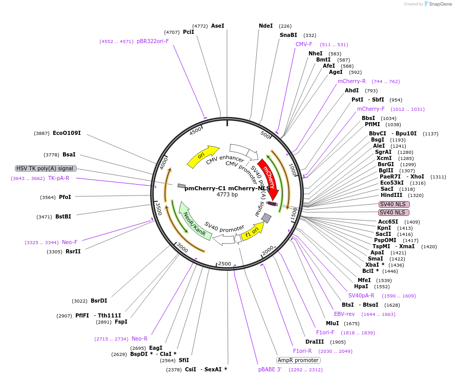58476-plasmid-map-sequence-id-423188