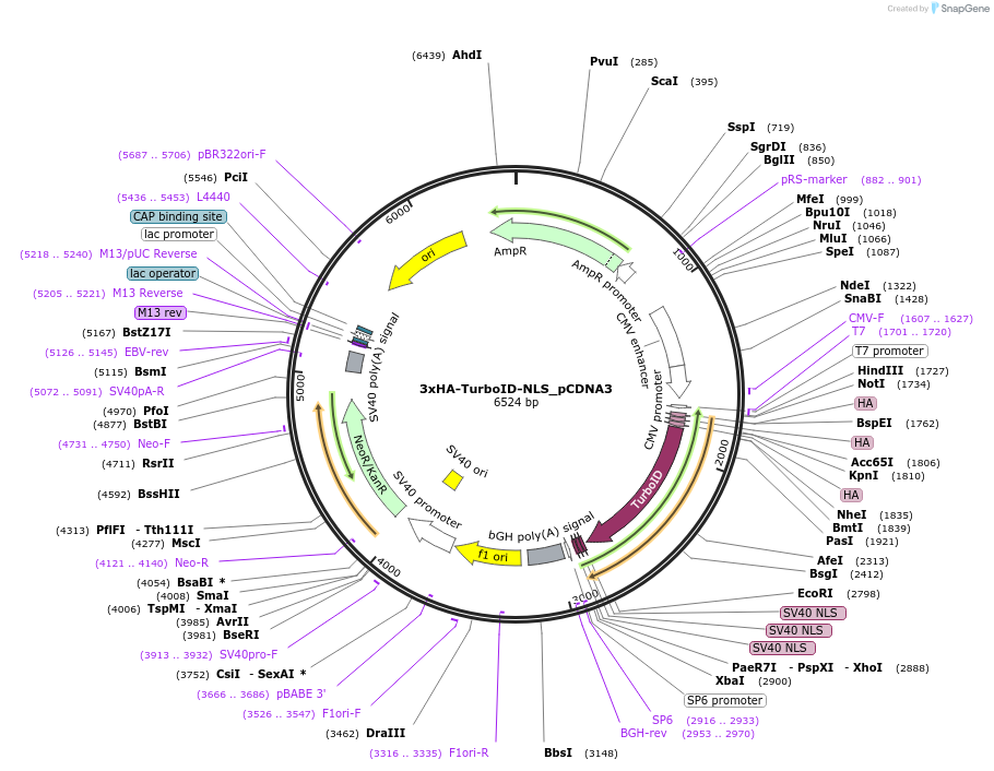 107171-plasmid-map-sequence-id-423189