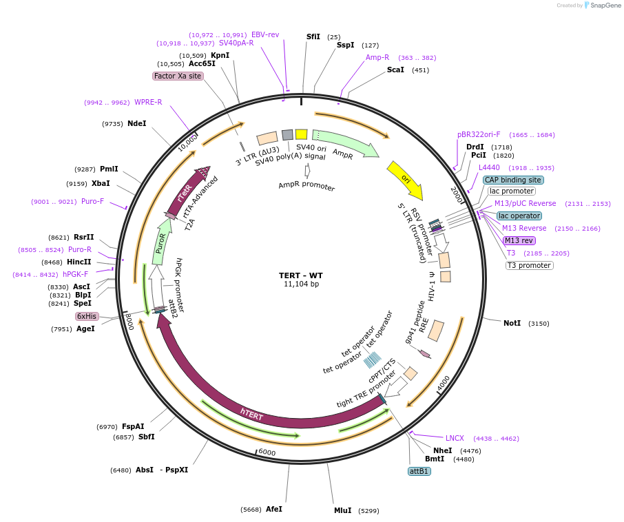 213827-plasmid-map-sequence-id-423193