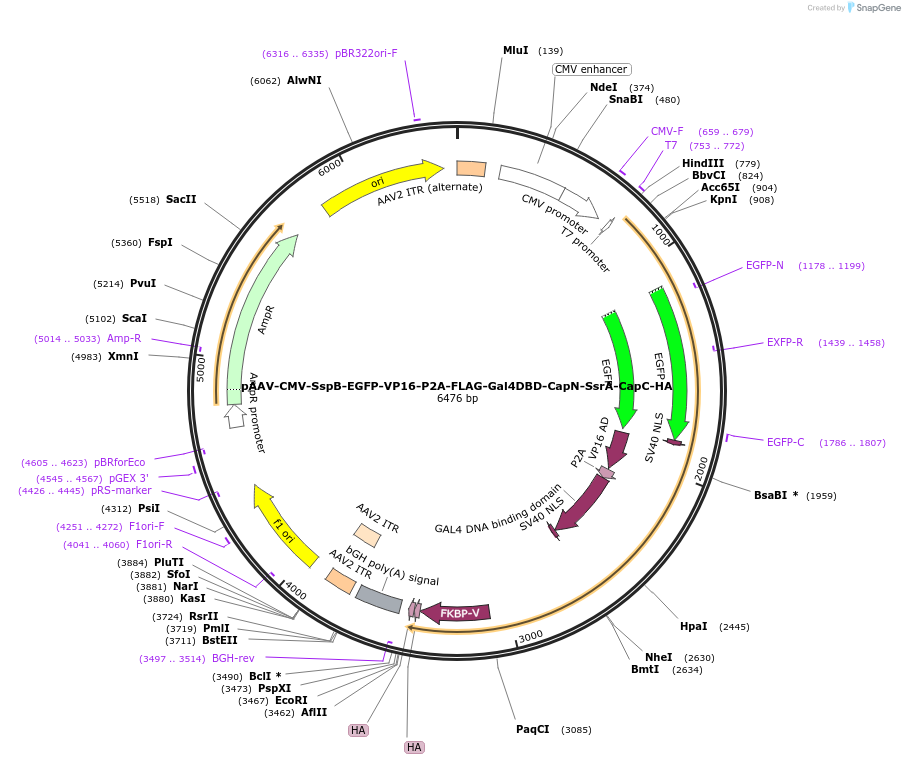 213536-plasmid-map-sequence-id-423198