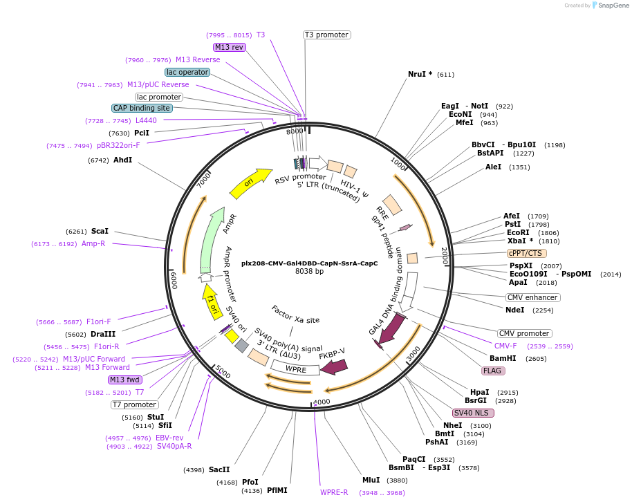 213533-plasmid-map-sequence-id-423199