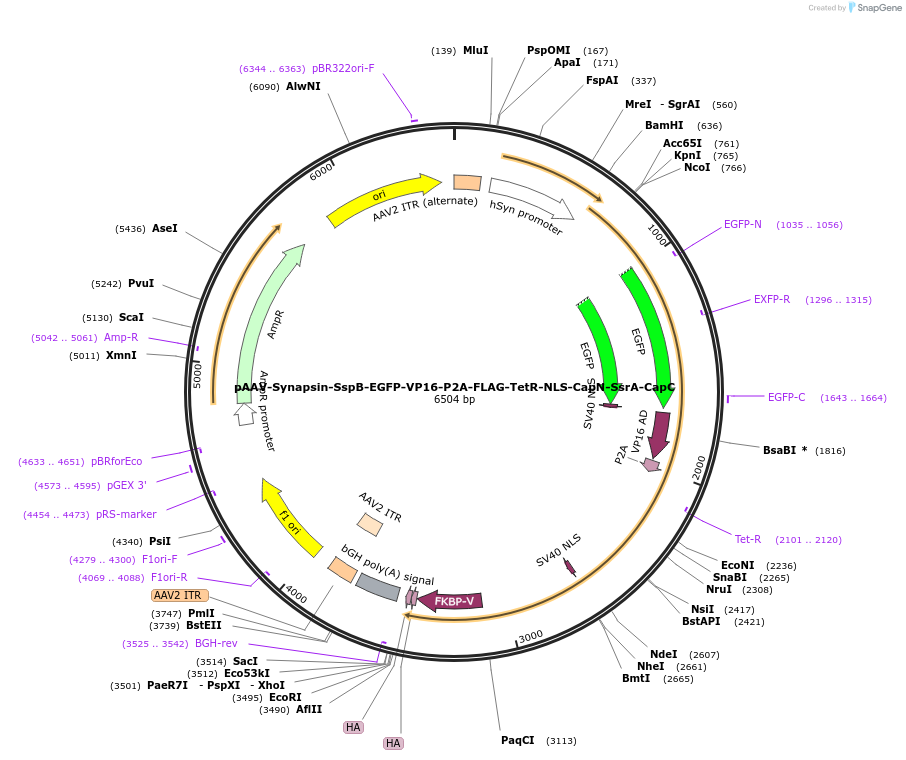 213535-plasmid-map-sequence-id-423200