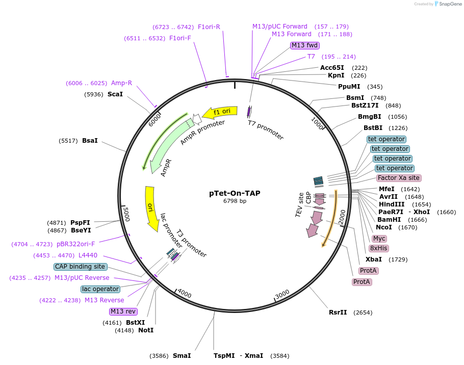 59017-plasmid-map-sequence-id-423220