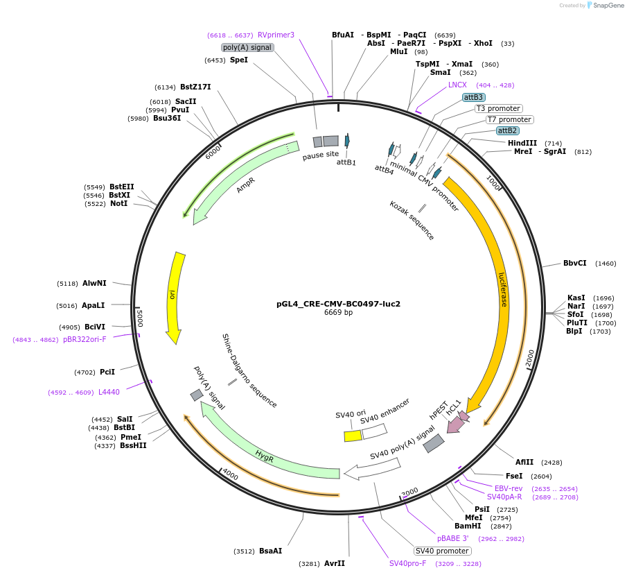 214643-plasmid-map-sequence-id-423238