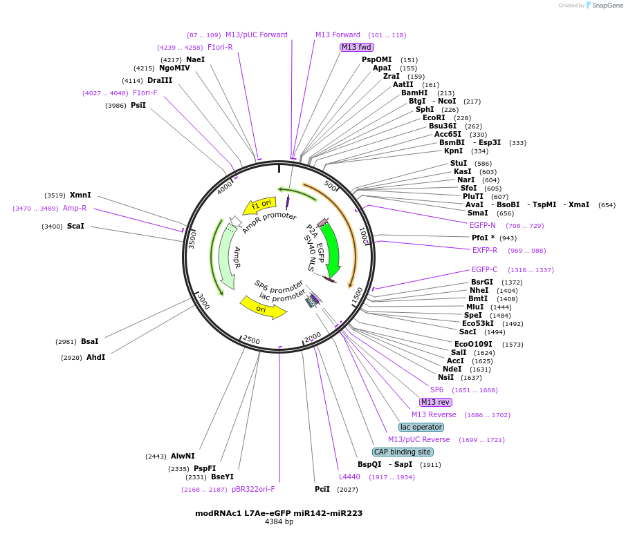 213978-plasmid-map-sequence-id-423248