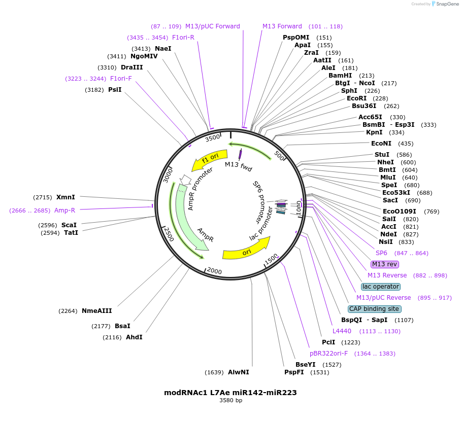 213977-plasmid-map-sequence-id-423249