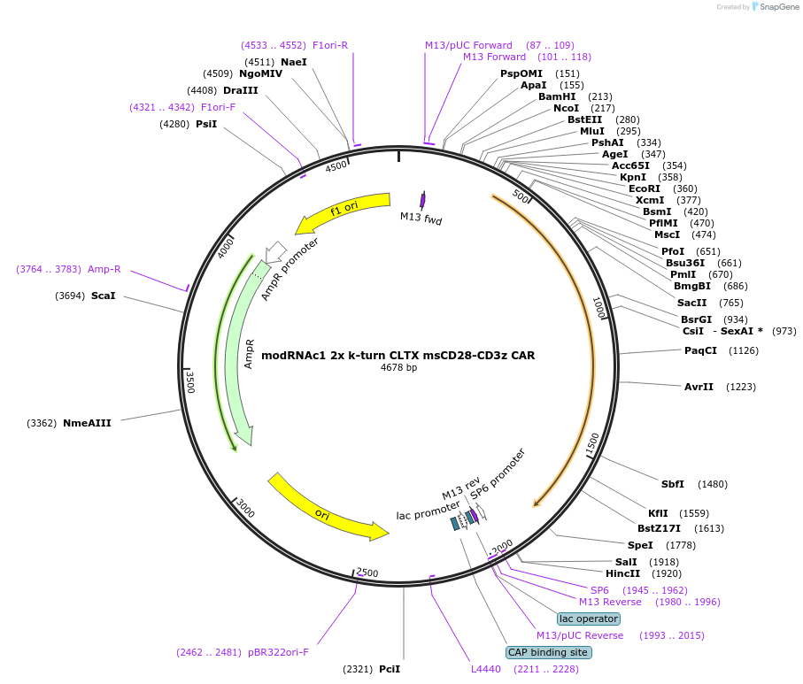 213984-plasmid-map-sequence-id-423250