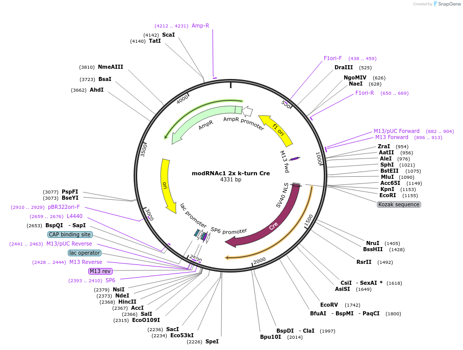 213975-plasmid-map-sequence-id-423251