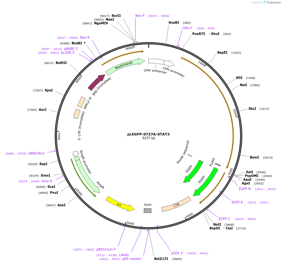 71446-plasmid-map-sequence-id-423252