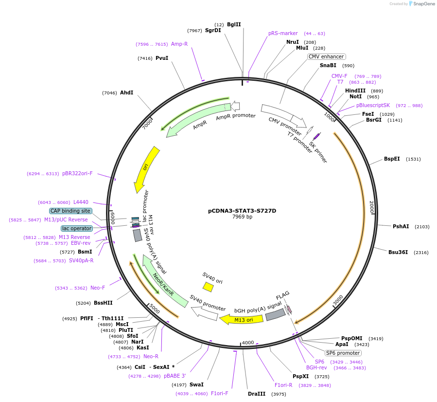 73364-plasmid-map-sequence-id-423259