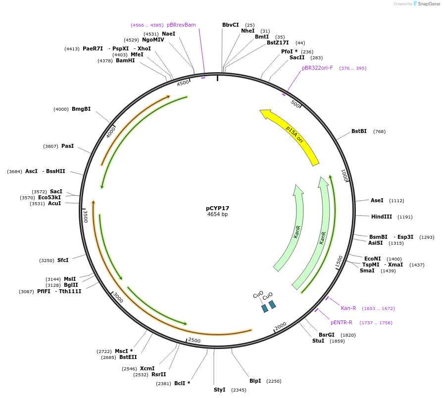 212850-plasmid-map-sequence-id-423280