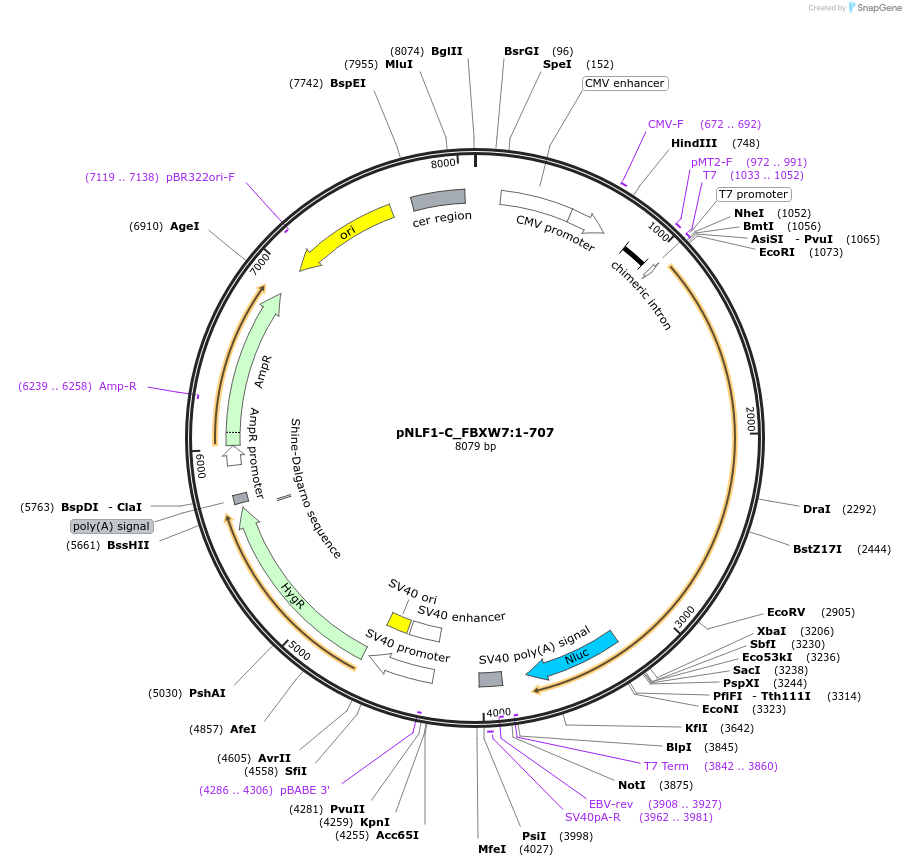 210951-plasmid-map-sequence-id-423291