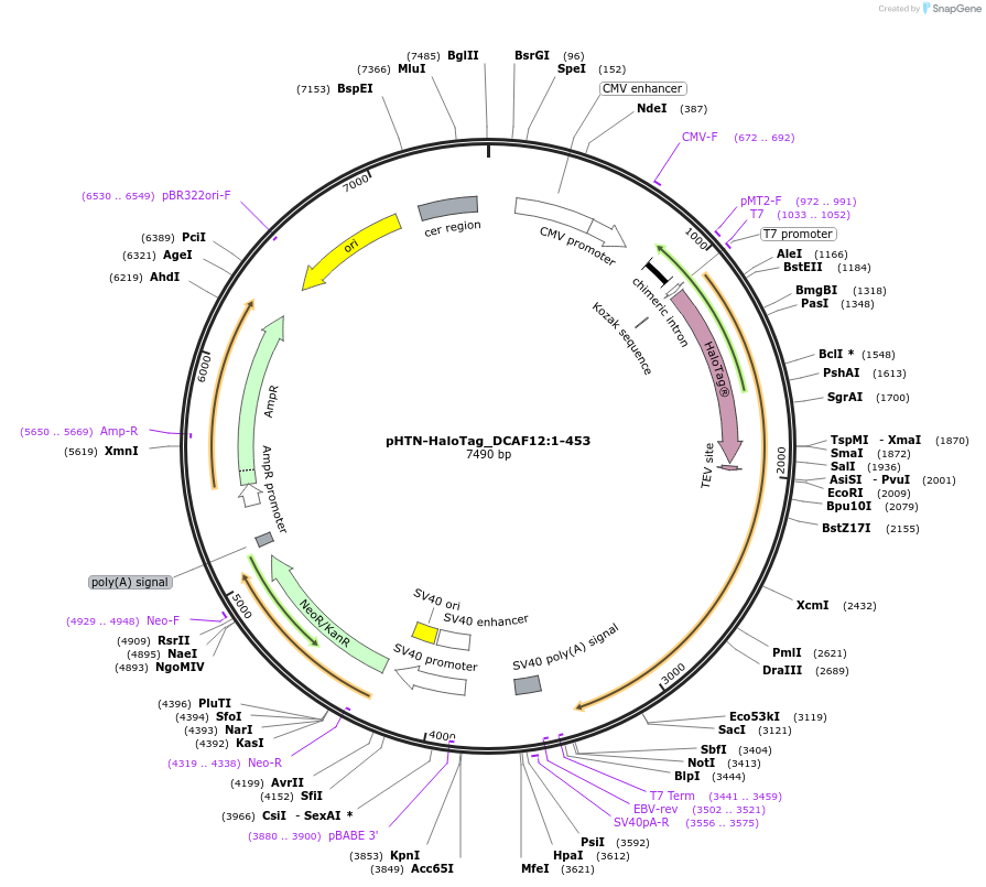 210966-plasmid-map-sequence-id-423305