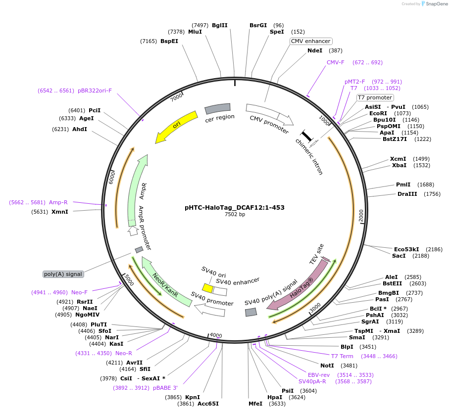 210967-plasmid-map-sequence-id-423306