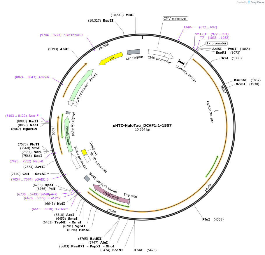 210973-plasmid-map-sequence-id-423314