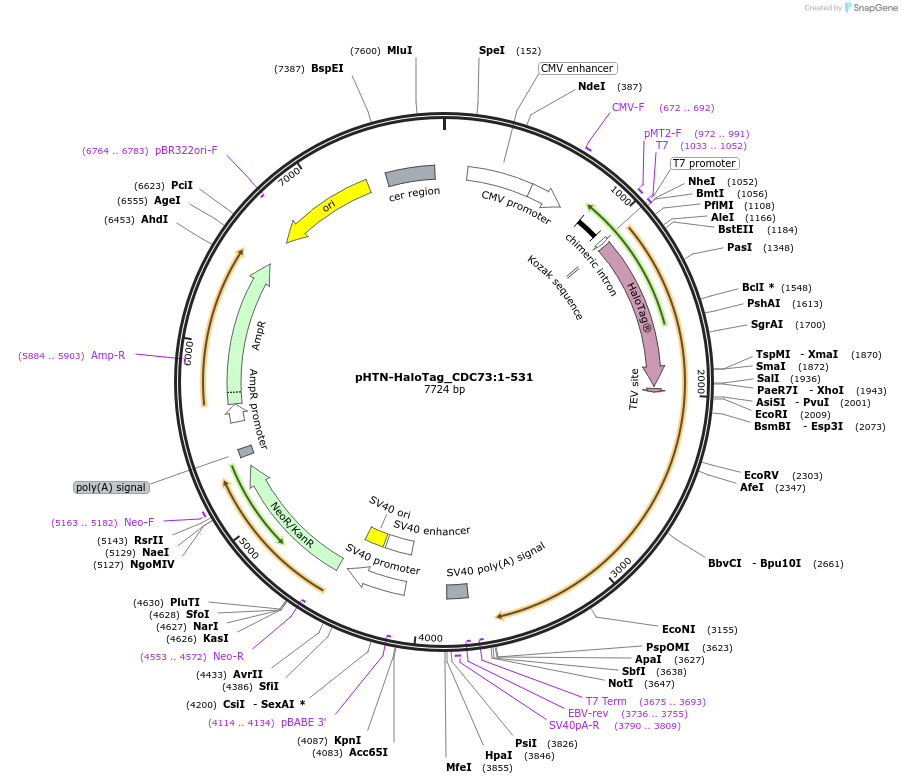 210982-plasmid-map-sequence-id-423321