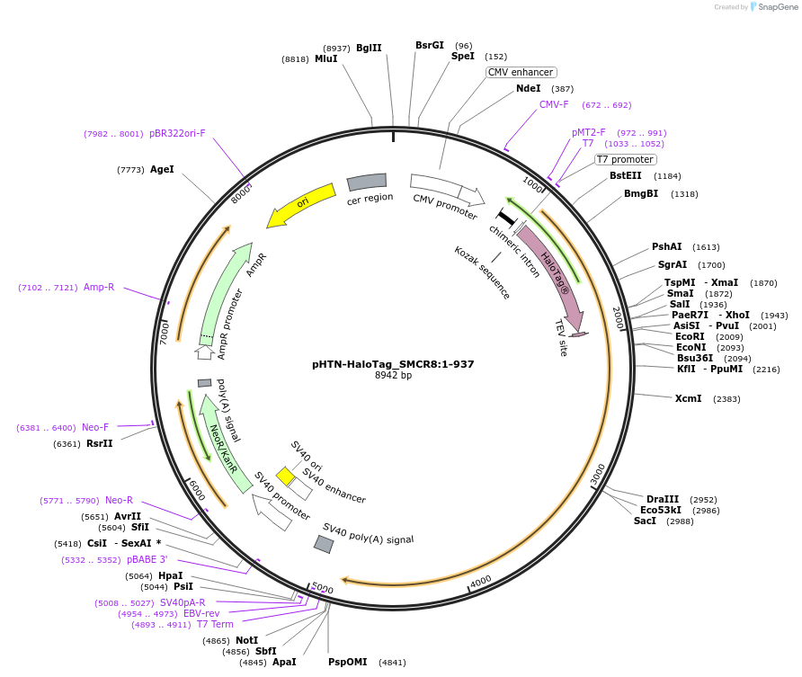 210984-plasmid-map-sequence-id-423323