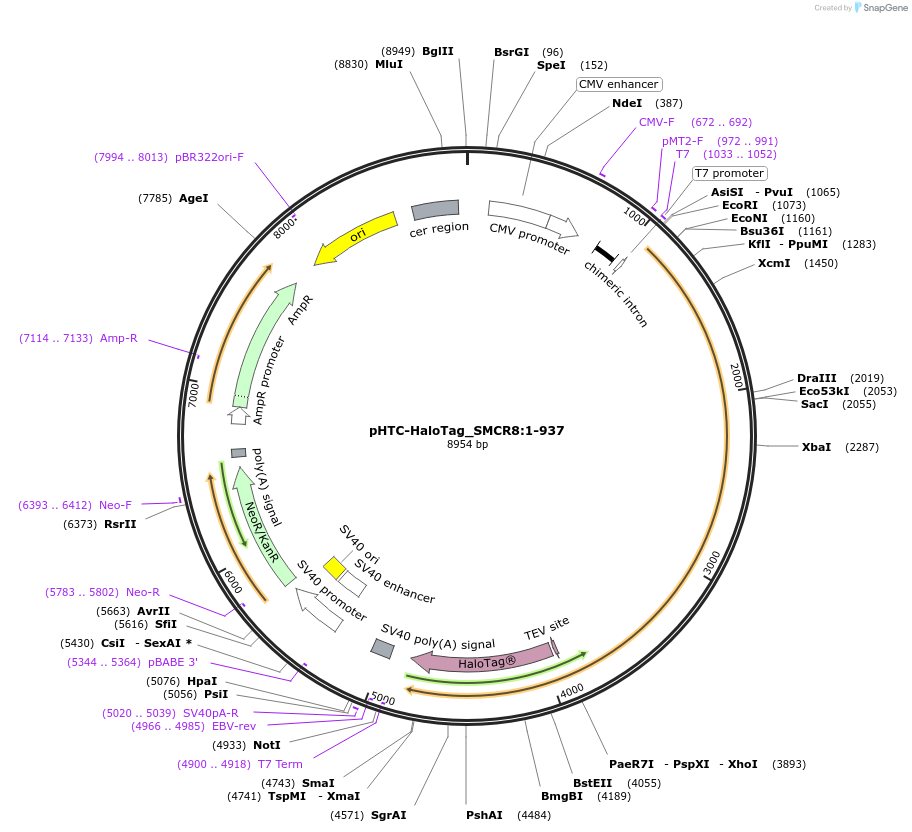210985-plasmid-map-sequence-id-423324