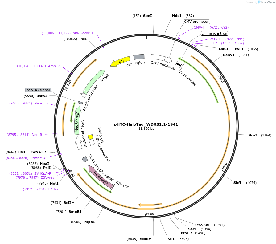 210993-plasmid-map-sequence-id-423331