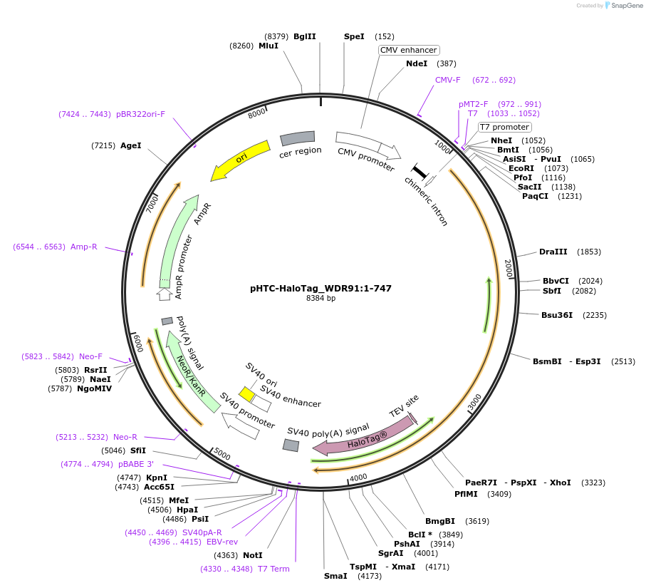 210997-plasmid-map-sequence-id-423335