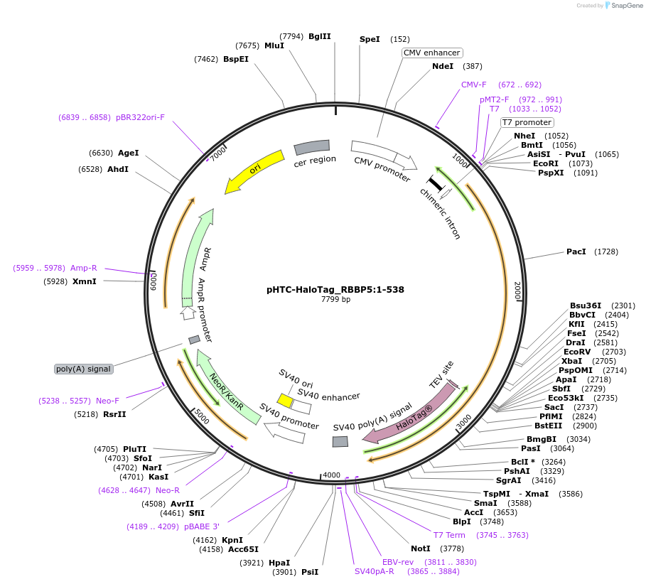 211008-plasmid-map-sequence-id-423346