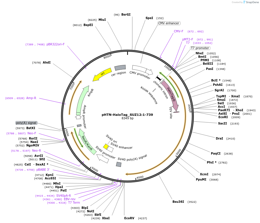 211009-plasmid-map-sequence-id-423347