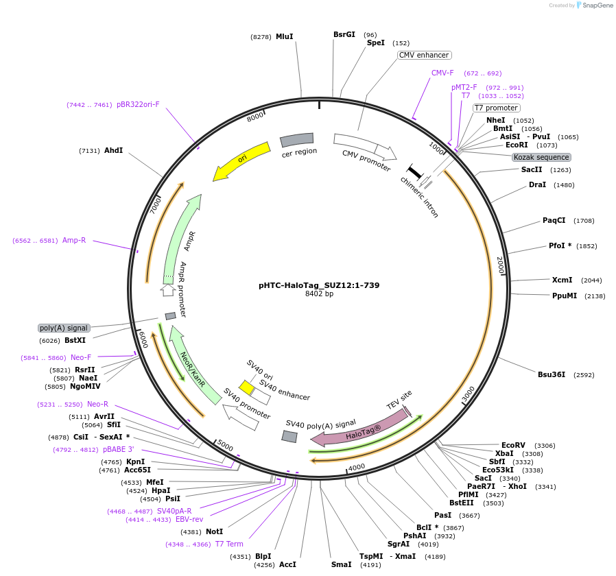 211010-plasmid-map-sequence-id-423348