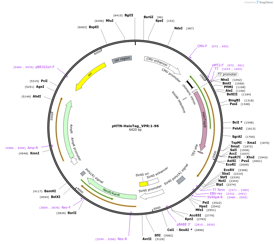 211011-plasmid-map-sequence-id-423349