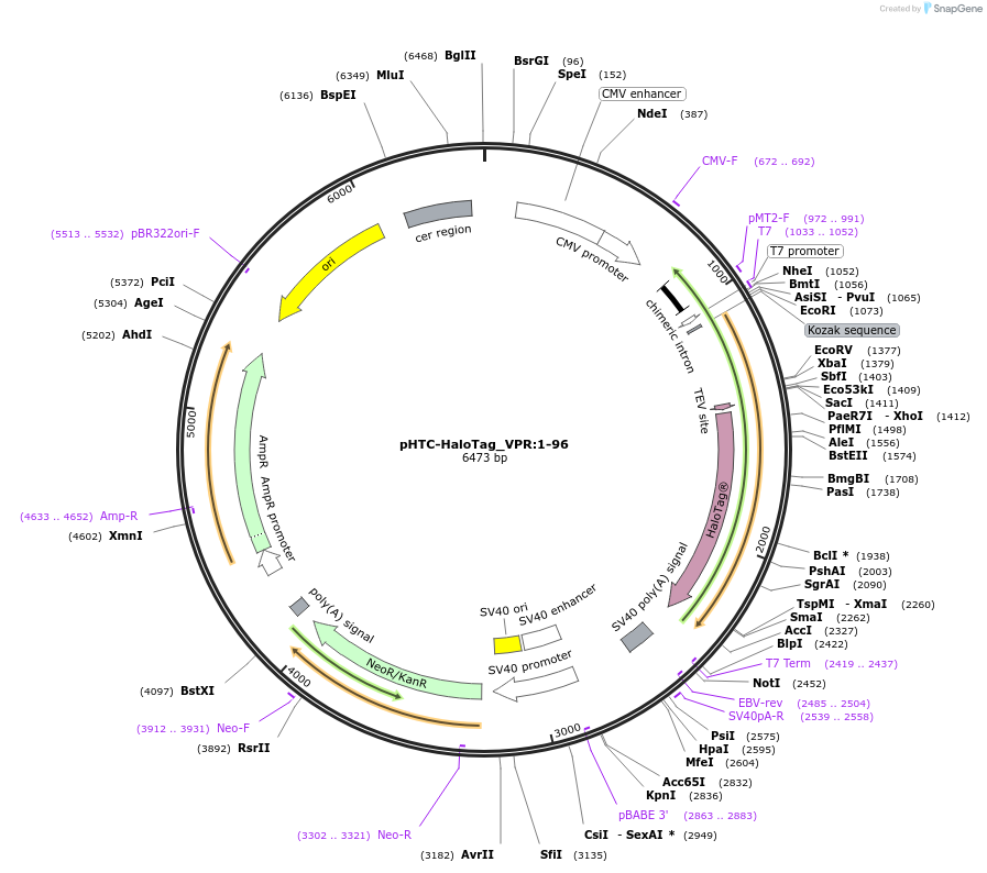 211012-plasmid-map-sequence-id-423350