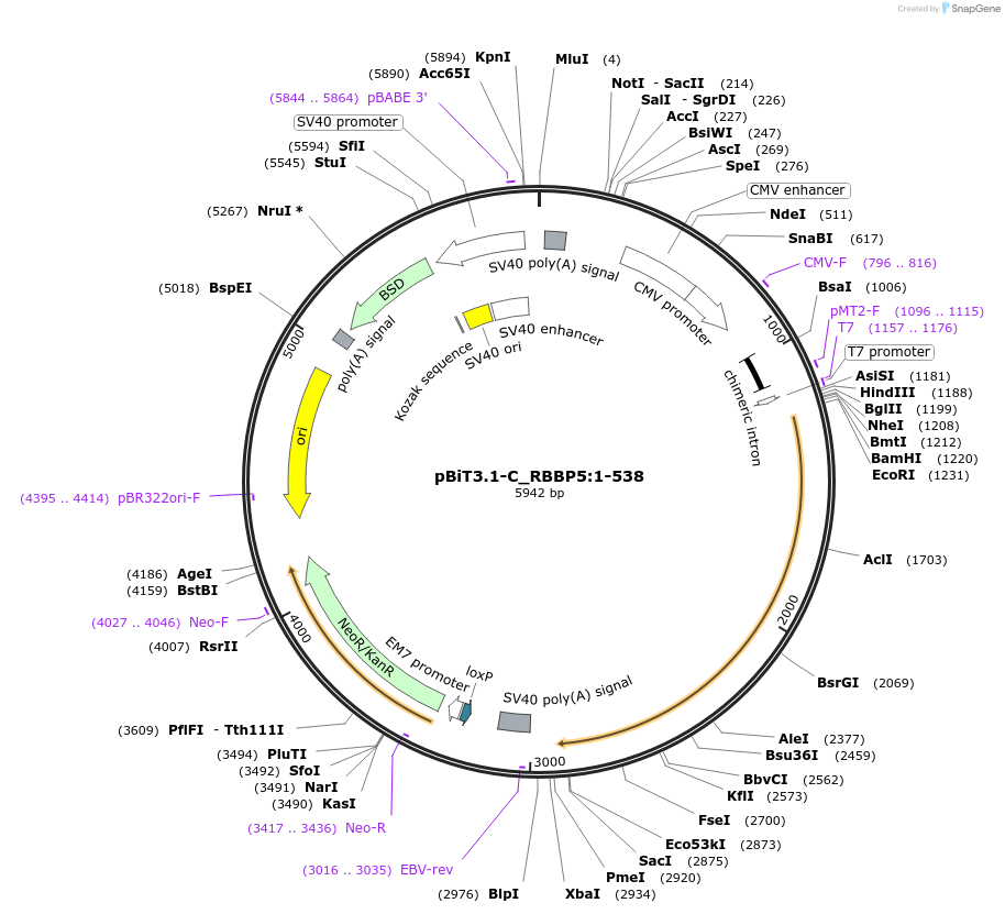 211043-plasmid-map-sequence-id-423356