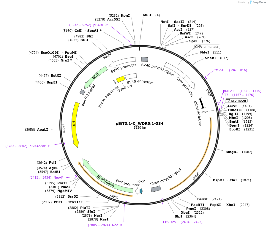 211044-plasmid-map-sequence-id-423357