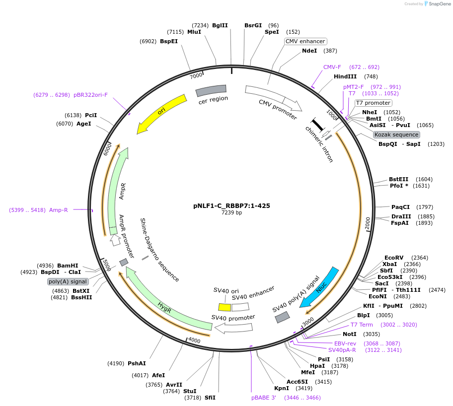 211021-plasmid-map-sequence-id-423359