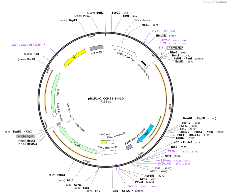 211023-plasmid-map-sequence-id-423361