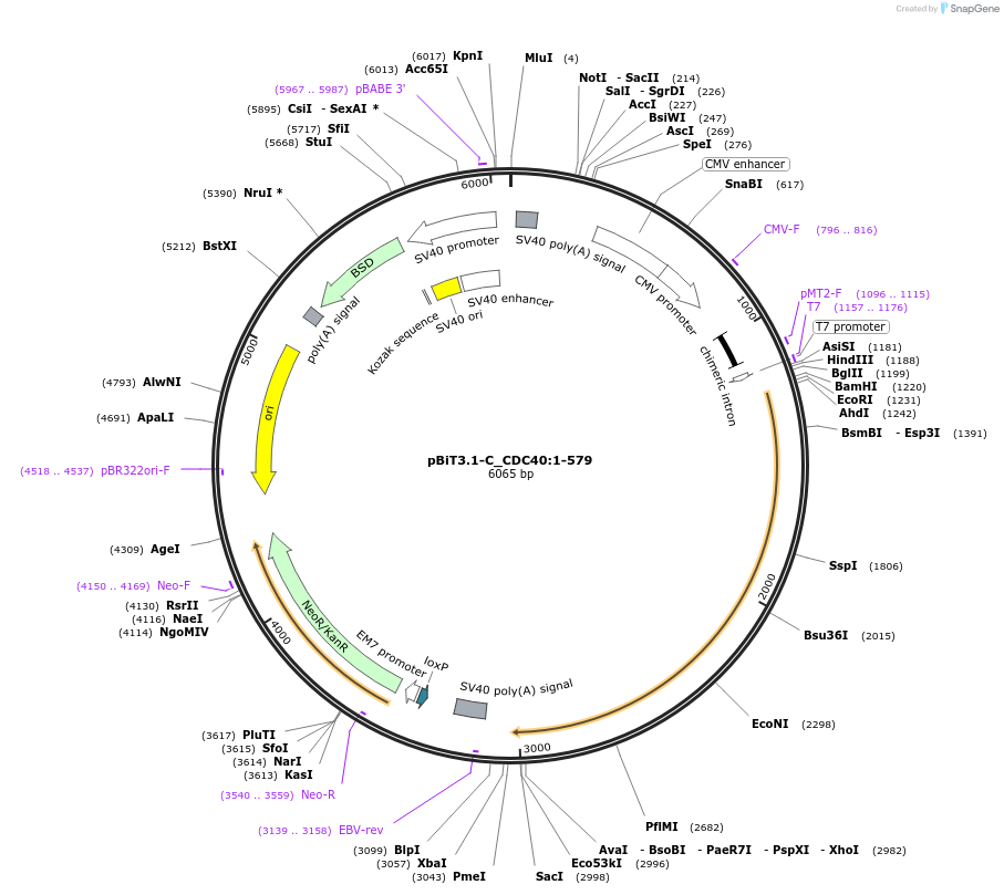 211032-plasmid-map-sequence-id-423368
