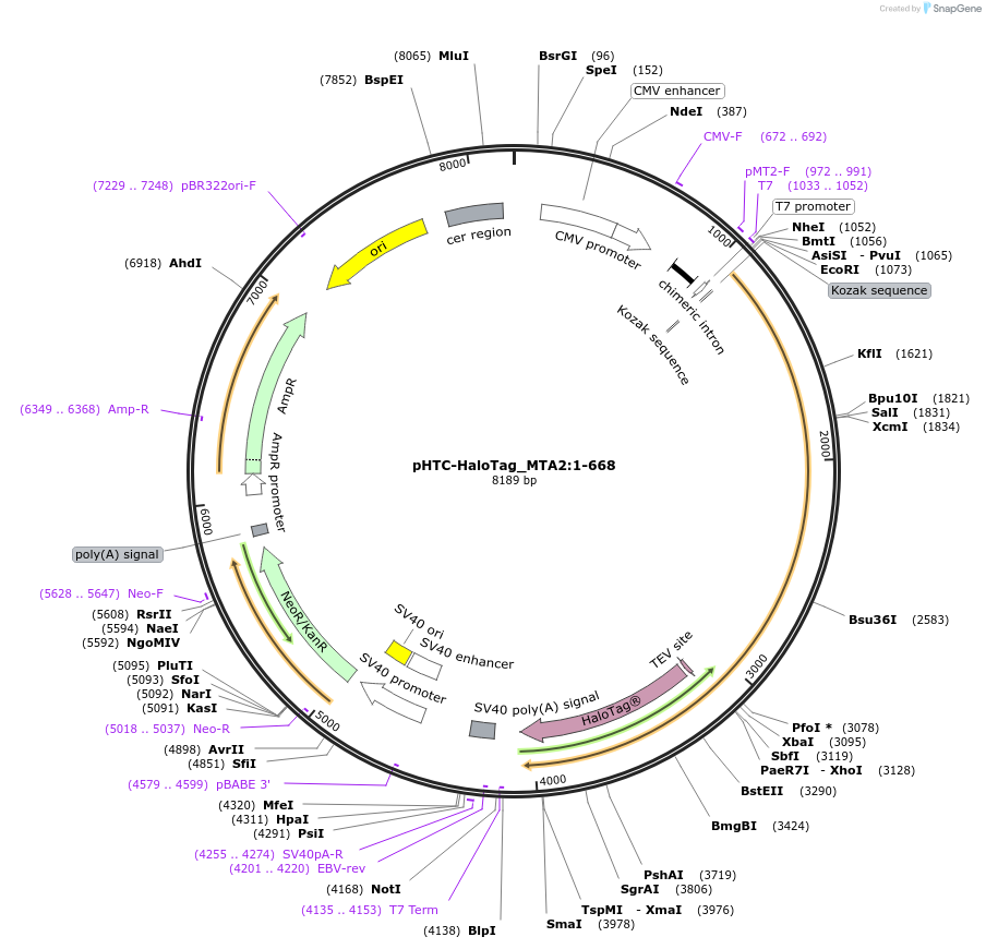 211017-plasmid-map-sequence-id-423371