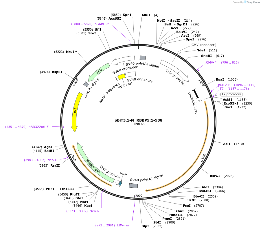 211035-plasmid-map-sequence-id-423377