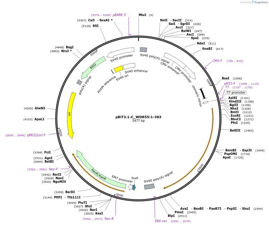 211046-plasmid-map-sequence-id-423380