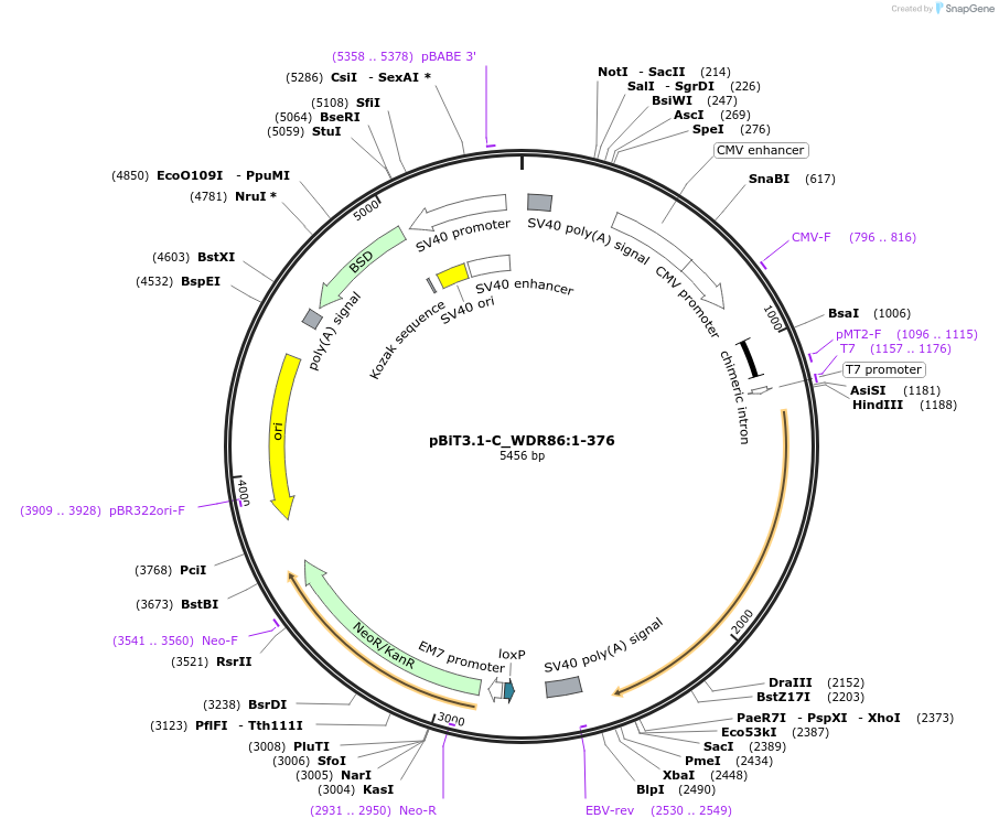 211048-plasmid-map-sequence-id-423381