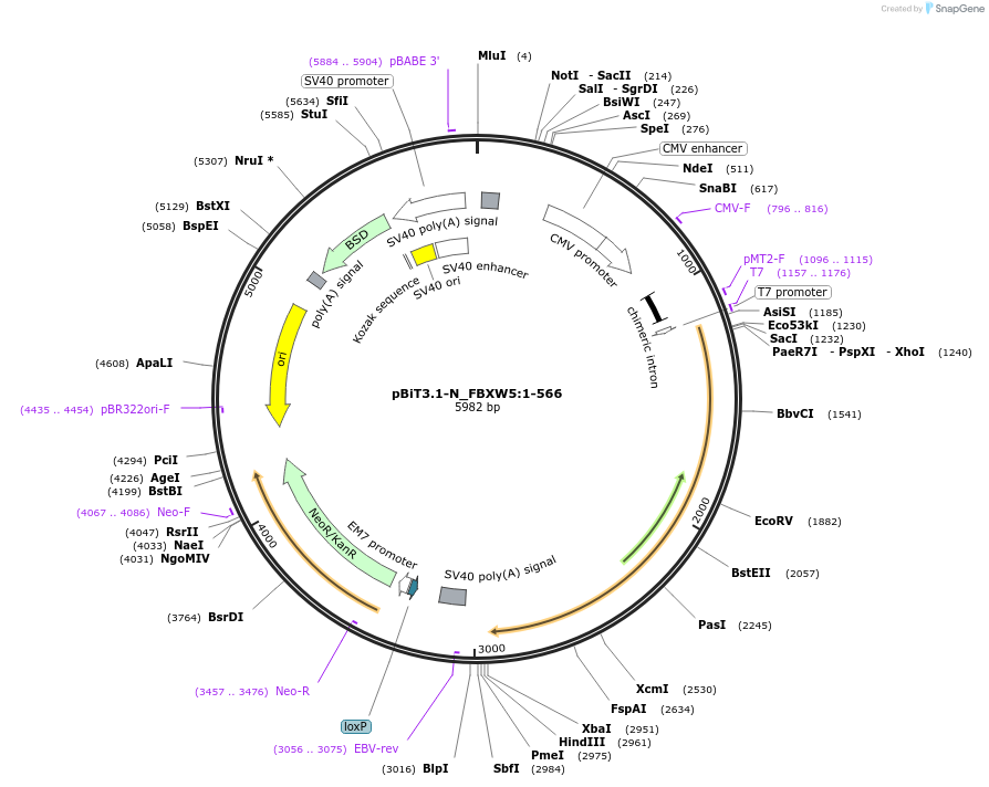 211056-plasmid-map-sequence-id-423383