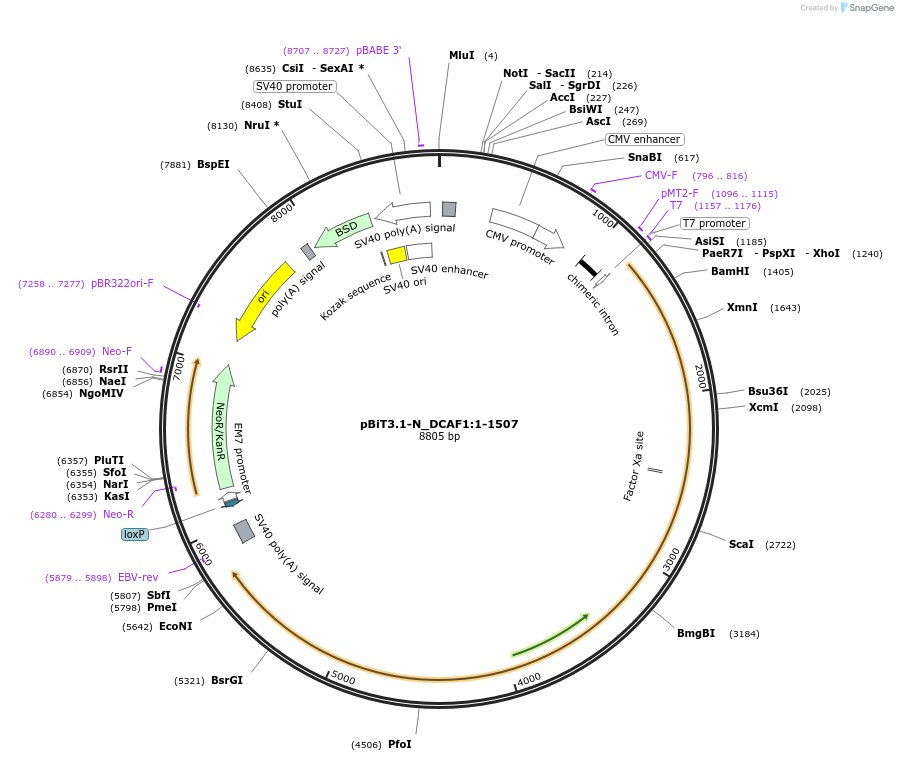 211028-plasmid-map-sequence-id-423385
