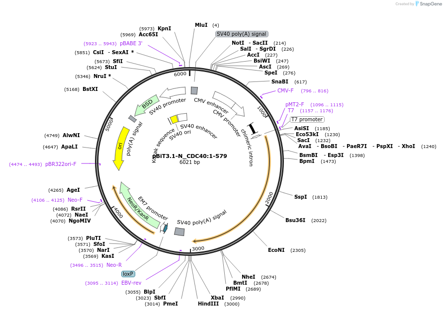 211029-plasmid-map-sequence-id-423386