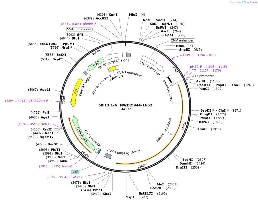 211245-plasmid-map-sequence-id-423398