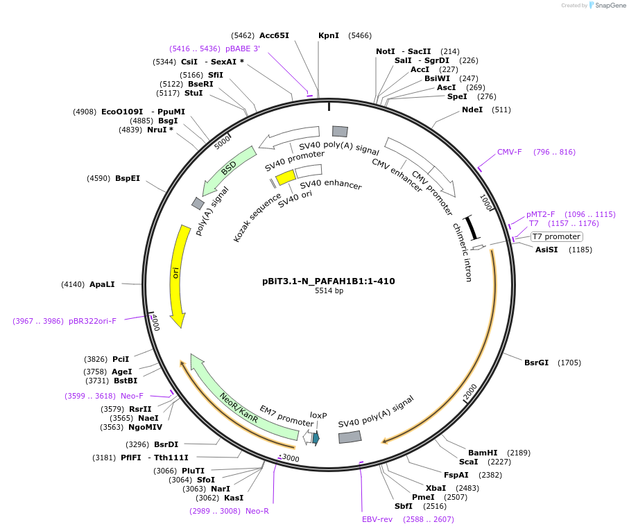 211246-plasmid-map-sequence-id-423399