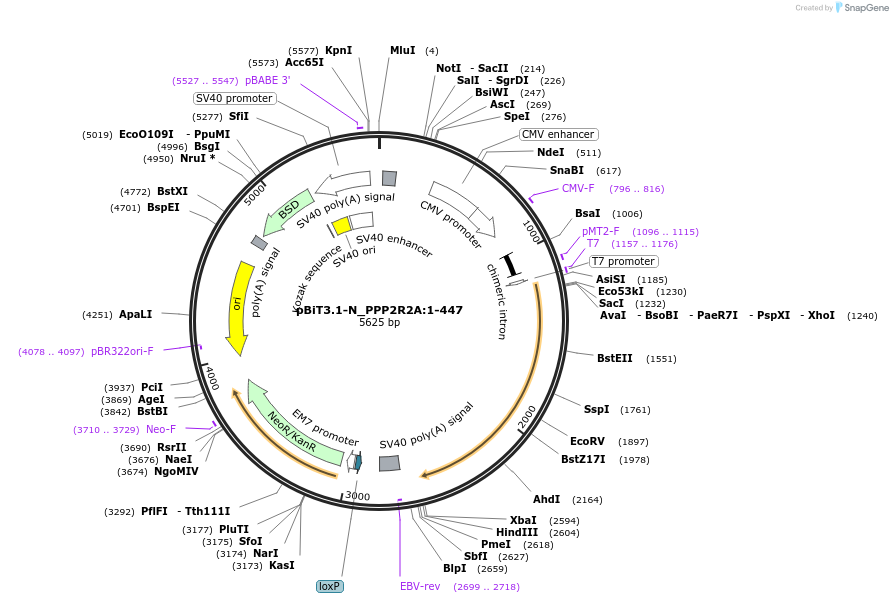 211247-plasmid-map-sequence-id-423400