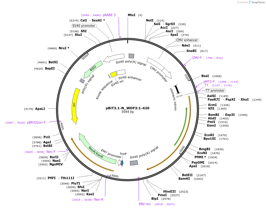 211250-plasmid-map-sequence-id-423402
