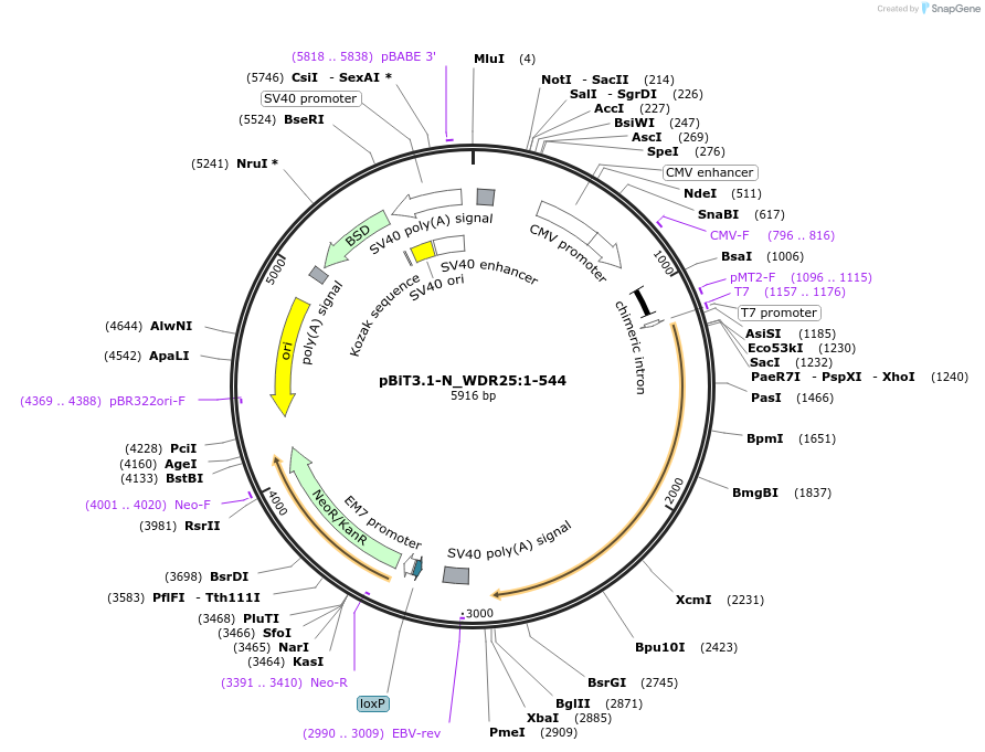 211251-plasmid-map-sequence-id-423403