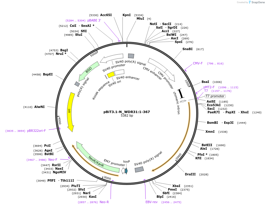 211252-plasmid-map-sequence-id-423404
