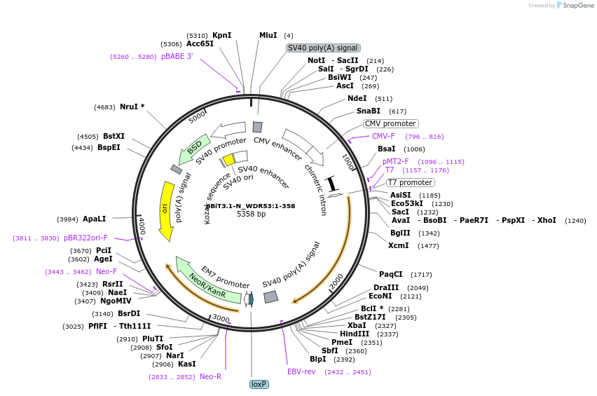 211256-plasmid-map-sequence-id-423407