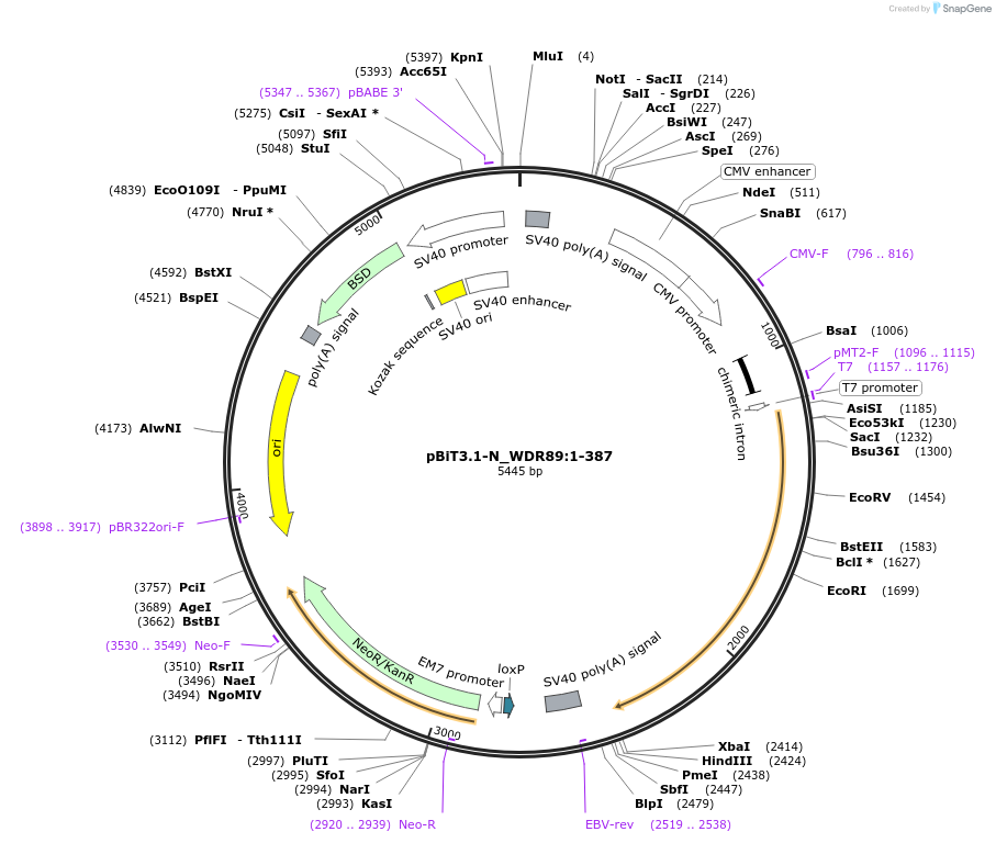 211261-plasmid-map-sequence-id-423411